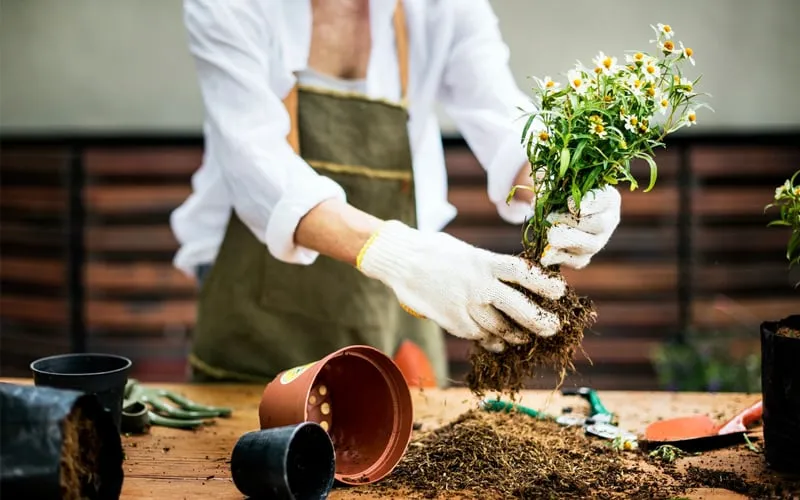 Urban Gardening Assistant