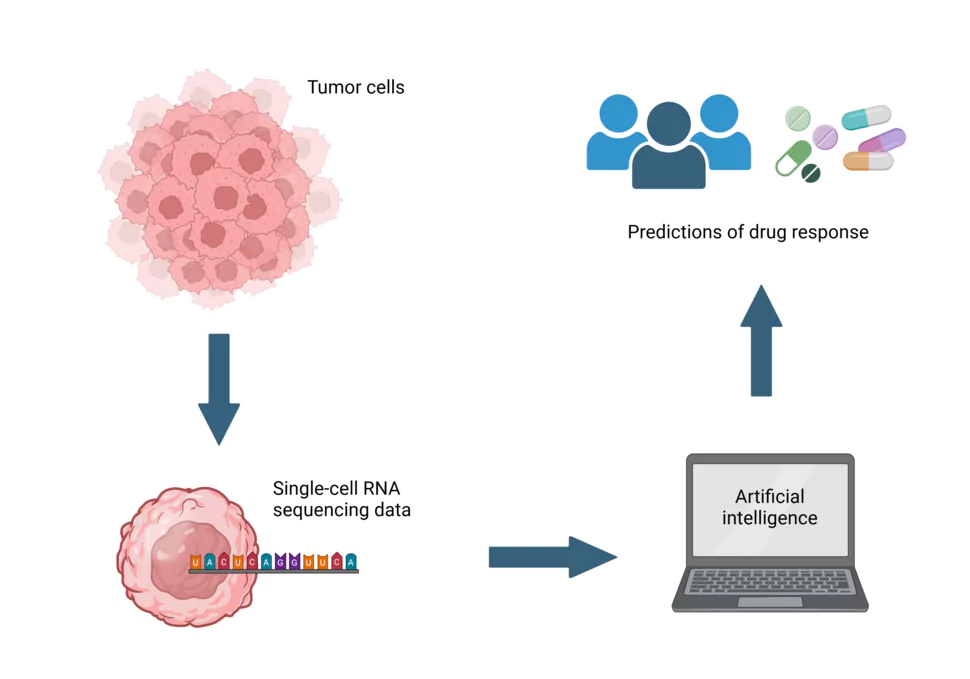 PERCEPTION - an AI tool predicting drug responses